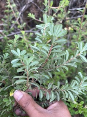 Hibbertia hirticalyx