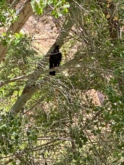 Buteogallus anthracinus