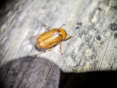 Phyllophaga longitarsa