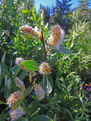 Salix boothii