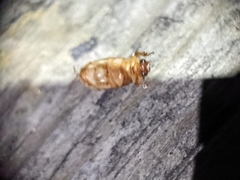 Phyllophaga longitarsa