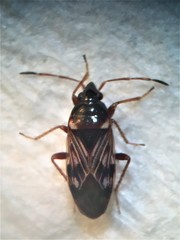 Paramyocara iridescens