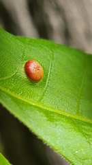 Phylloxera caryaeglobuli