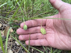 Calochortus umbellatus