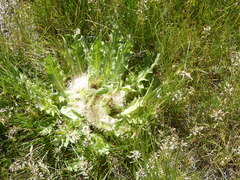 Cirsium scariosum