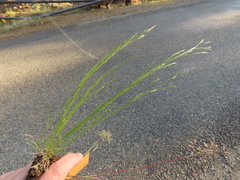 Deschampsia danthonioides