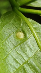 Phylloxera caryaeglobuli