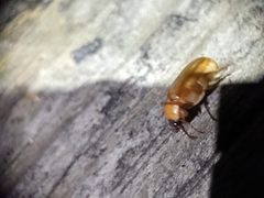 Phyllophaga longitarsa