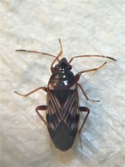 Paramyocara iridescens