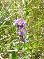 Penstemon rydbergii
