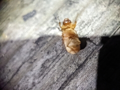 Phyllophaga longitarsa