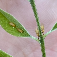 Amorphicola amorphae