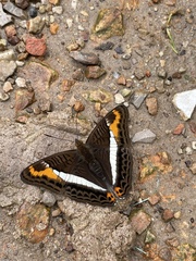 Adelpha corcyra corcyra