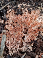 Ramaria rubripermanens