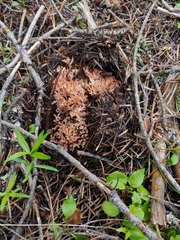 Ramaria rubripermanens