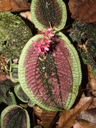 Miconia pubescens image
