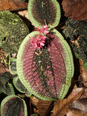 Miconia pubescens image
