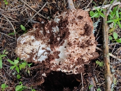 Ramaria rubripermanens