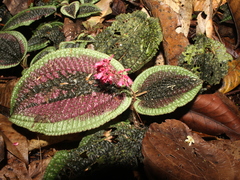 Miconia pubescens