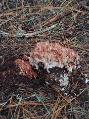 Ramaria rubripermanens