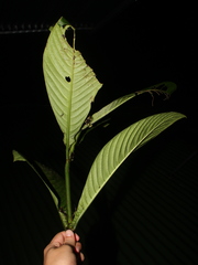 Psychotria chitariana