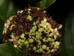 Psychotria chitariana