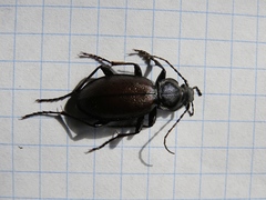 Morphocarabus