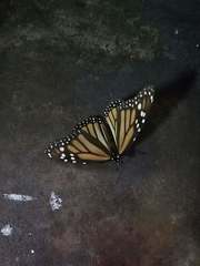 Danaus plexippus plexippus