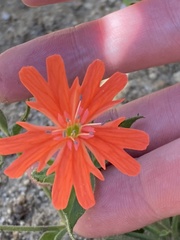 Silene laciniata