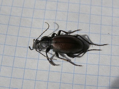 Morphocarabus
