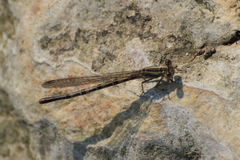 Argia nahuana