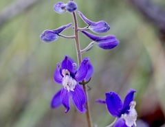 Delphinium sutherlandii