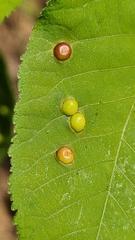 Phylloxera caryaeglobuli