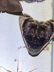 Lepidodes