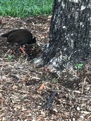 Megapodius reinwardt