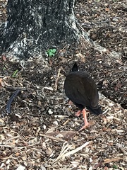 Megapodius reinwardt