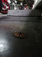 Danaus plexippus plexippus