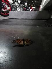 Danaus plexippus plexippus