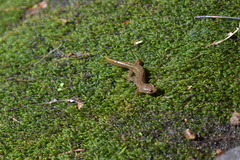 Desmognathus welteri