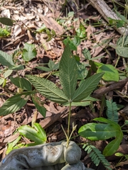 Flemingia parviflora