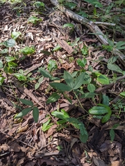 Flemingia parviflora