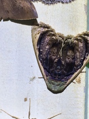 Lepidodes