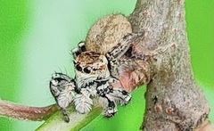 Carrhotus xanthogramma