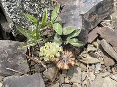 Trifolium virginicum