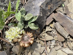Trifolium virginicum