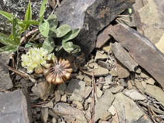 Trifolium virginicum