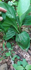 Veratrum parviflorum