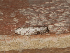 Lepidoscia euryptera