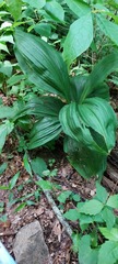 Veratrum parviflorum