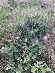 Clematis carrizoensis